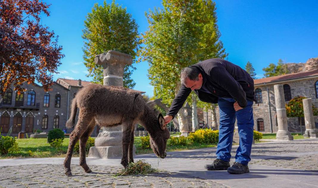 Diyarbakır’da şiddetten korunan Midas’a ilgiler yoğun 6